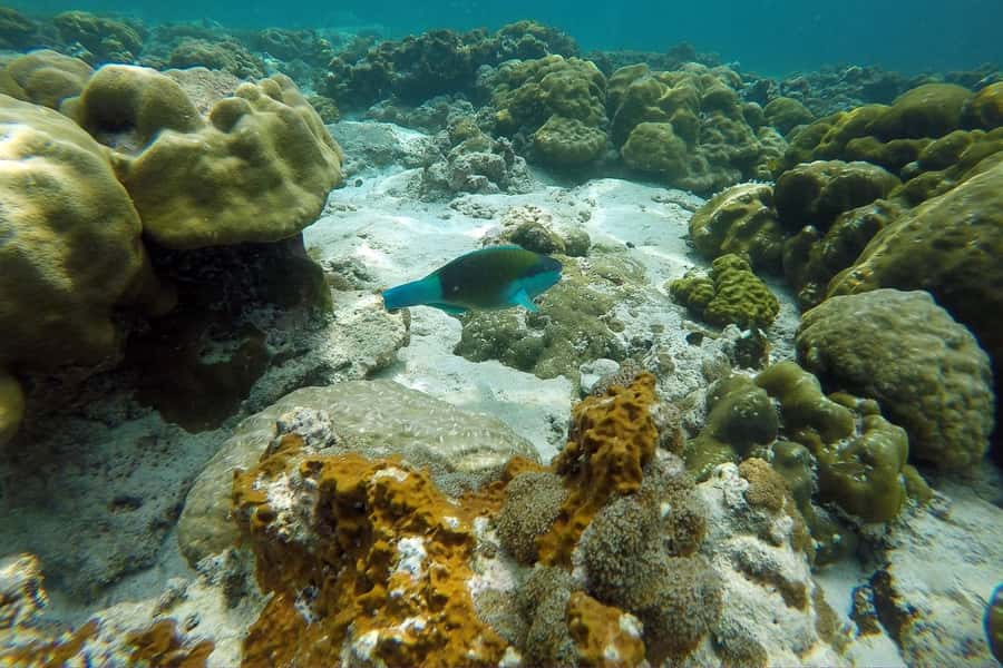 From Phuket: Phi Phi Island Private Full-Day Speedboat Trip - What is included, and what you should budget for