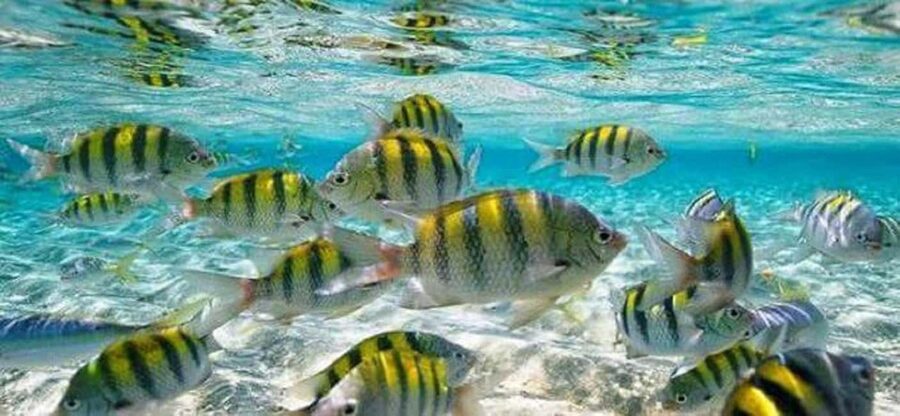 From Puerto Plata: Cayo Arena by VIP Speedboat and Snorkel - Punta Rucia: From Fishing Village to Speedboat
