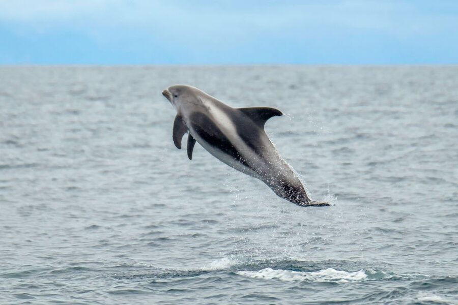 From Reykjavik: Whale Watching Tour by Speedboat - Key points to know before you book