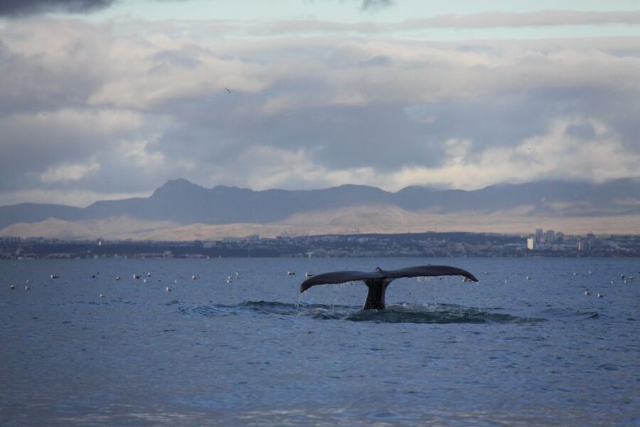 From Reykjavik: Whale Watching Tour by Speedboat - Searching Faxaflói Bay for whales