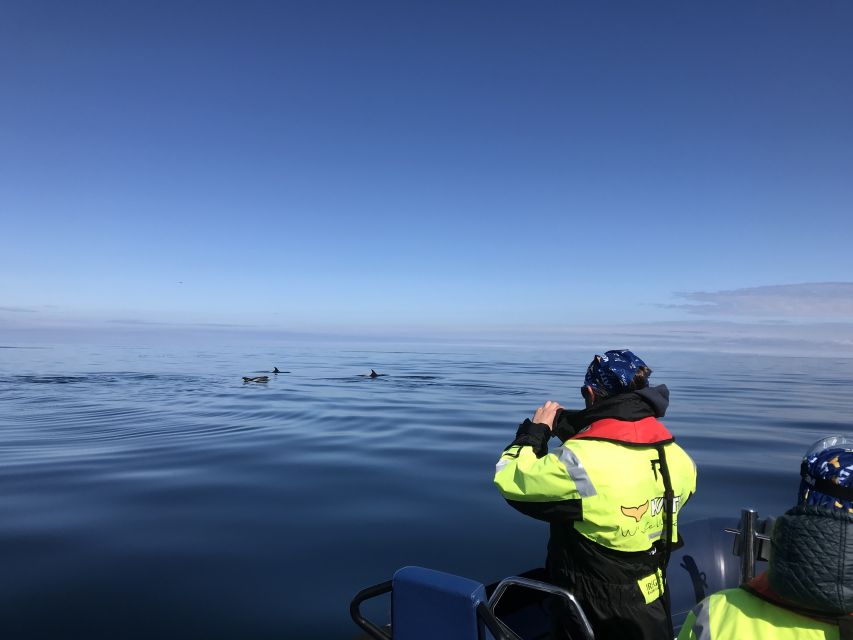 From Reykjavik: Whale Watching Tour by Speedboat - Comfort, safety, and the rough-water question