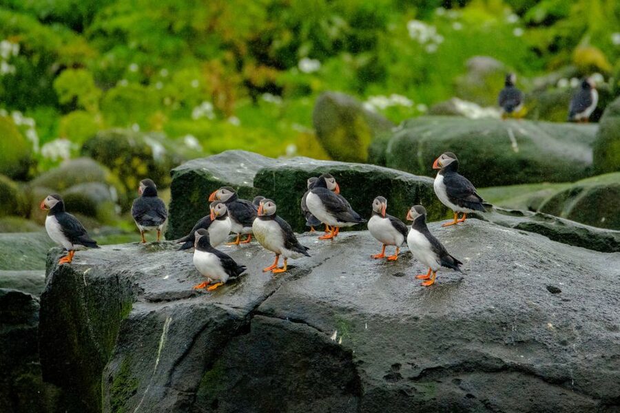 From Reykjavik: Whale Watching Tour by Speedboat - Is $192 a fair price?