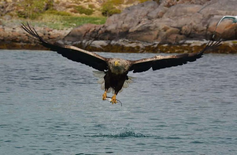 From Svolvær: Lofoten RIB Sea Eagle Safari Trollfjord Cruise - From Svolvær Square to the Open Water