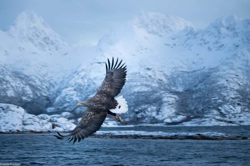 From Svolvær: RIB Boat Lofoten Trollfjord Sea Eagle Safari - Should you book it?