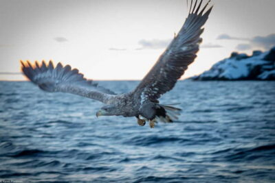 From Svolvær: RIB Boat Lofoten Trollfjord Sea Eagle Safari
