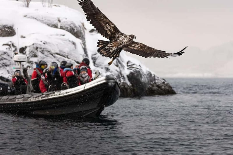 From Svolvær: RIB Boat Lofoten Trollfjord Sea Eagle Safari - Local stories, Viking sites, and the guides