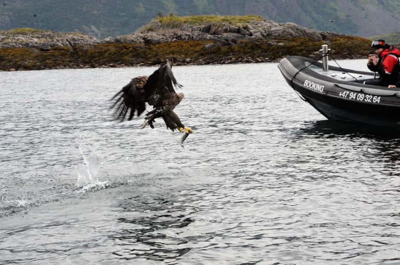 From Svolvær: RIB Boat Lofoten Trollfjord Sea Eagle Safari - Who should book this Svolvær safari?