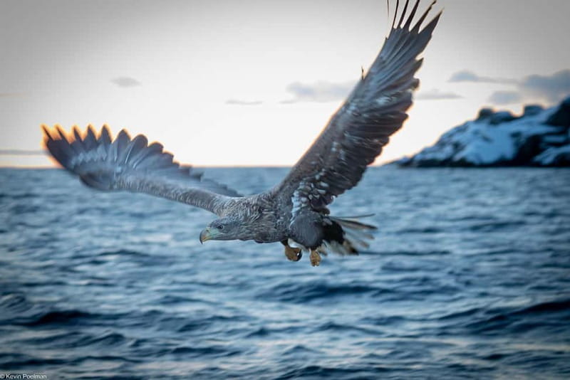 From Svolvær: RIB Boat Lofoten Trollfjord Sea Eagle Safari - The RIB ride through Raftsundet
