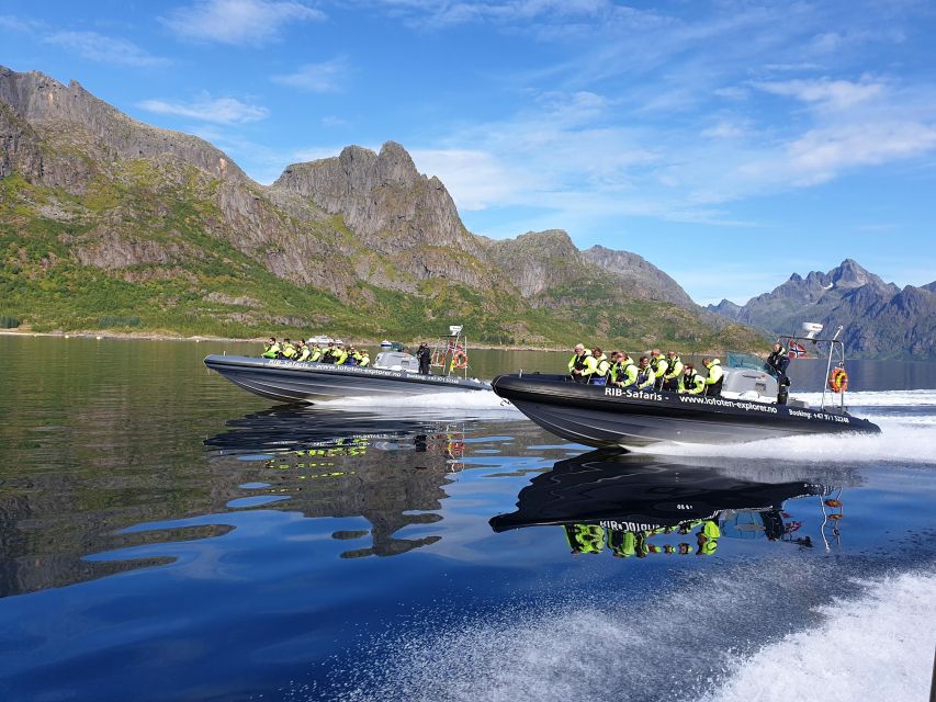 From Svolvaer: Trollfjorden Wildlife RIB Cruise - Key points to know before you go