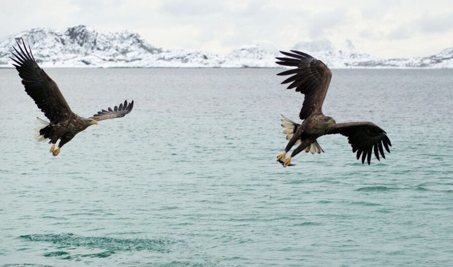 From Svolvaer: Trollfjorden Wildlife RIB Cruise - Who will enjoy it most