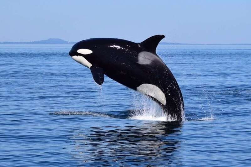 From Victoria: Whale Watching Tour by Zodiac Boat - Why the Zodiac Makes This Victoria Whale Tour Different