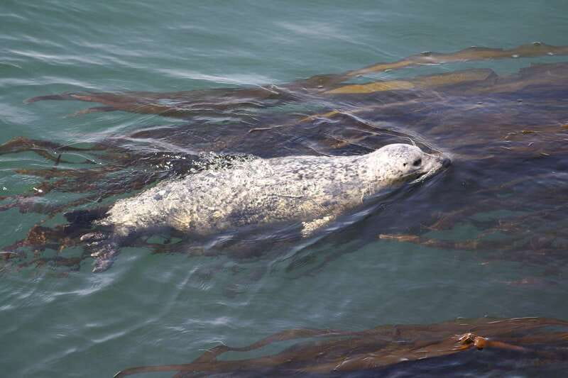 From Victoria: Whale Watching Tour by Zodiac Boat - Searching for Orcas and Humpback Whales