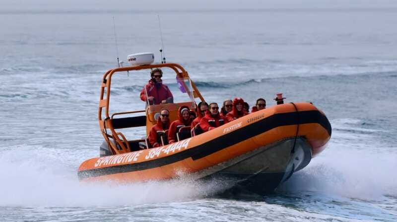 From Victoria: Whale Watching Tour by Zodiac Boat - Seals, Sea Lions, Birds, and Smaller Rewards