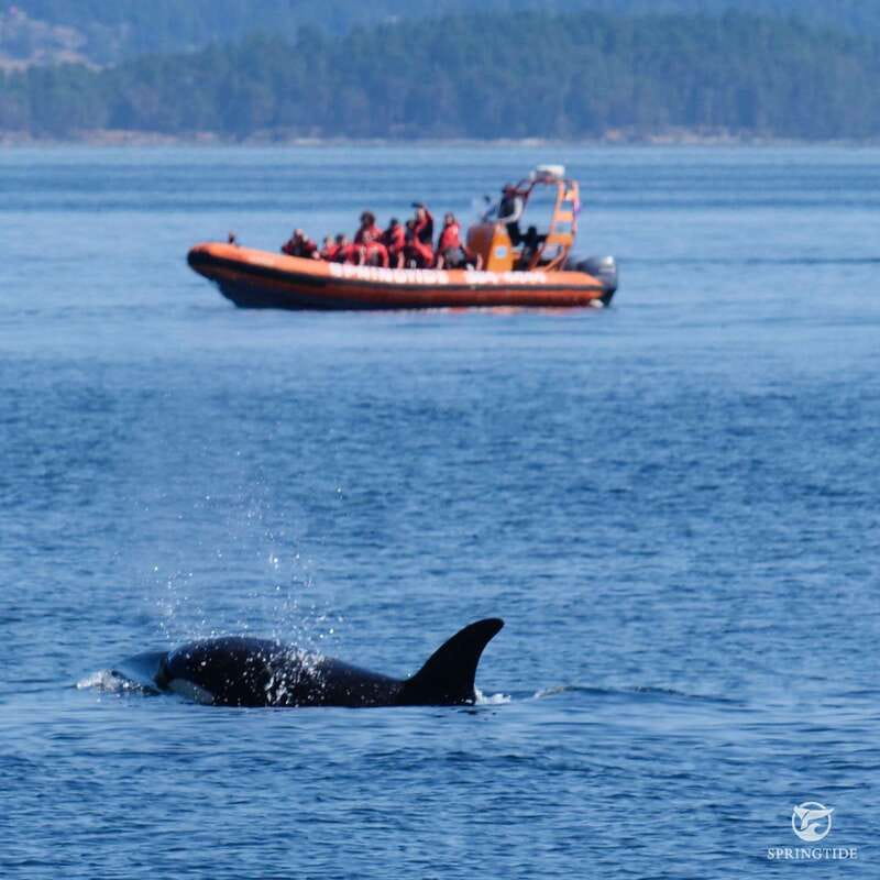 From Victoria: Whale Watching Tour by Zodiac Boat - What the Guide Adds to the Experience