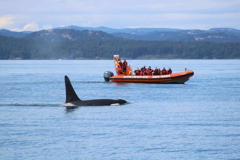 From Victoria: Whale Watching Tour by Zodiac Boat - Meeting on Wharf Street and Suiting Up