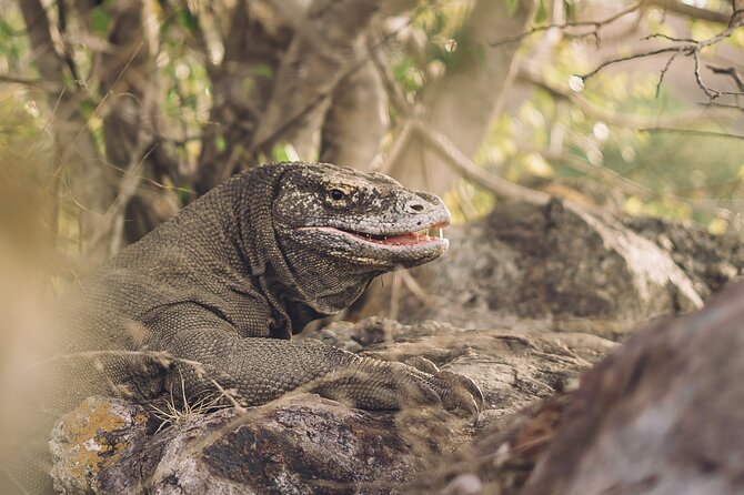 Full-Day Adventure Tour to komodo Island with join Speed Boat tur - Why this route works in one long day