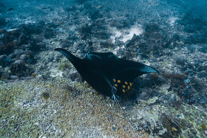 Full-Day Adventure Tour to komodo Island with join Speed Boat tur - Food, gear, and comfort on the boat