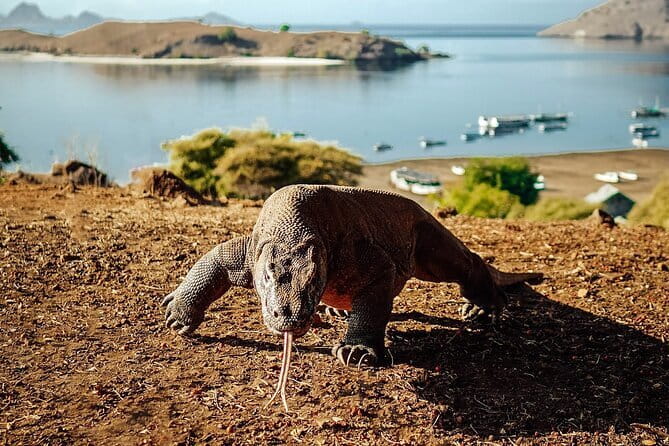 Full Day Komodo Tour With Hey Bali Info Visit 6 Spot - One day, six major stops, and a very early start