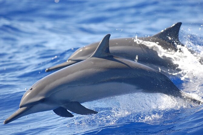 Full day Shared Speedboat Tour - South West Lagoon Dolphin Swim - The day begins before Mauritius warms up