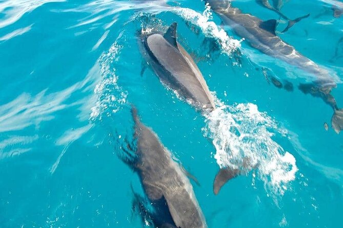 Full day Shared Speedboat Tour - South West Lagoon Dolphin Swim - Meeting dolphins in the southwest lagoon