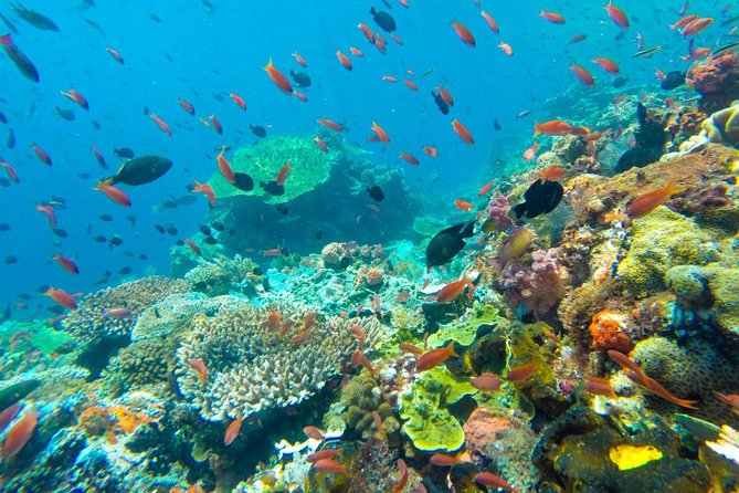 Full-Day Trip to Koh Tao and Koh Nang Yuan from Koh Samui by Speedboat - Four hours around Koh Tao