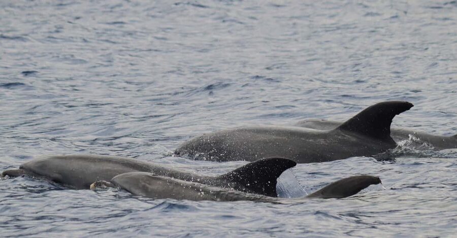 Funchal: Guarantee Wild Dolphin&Whale Watching by RIB - Key details before you book