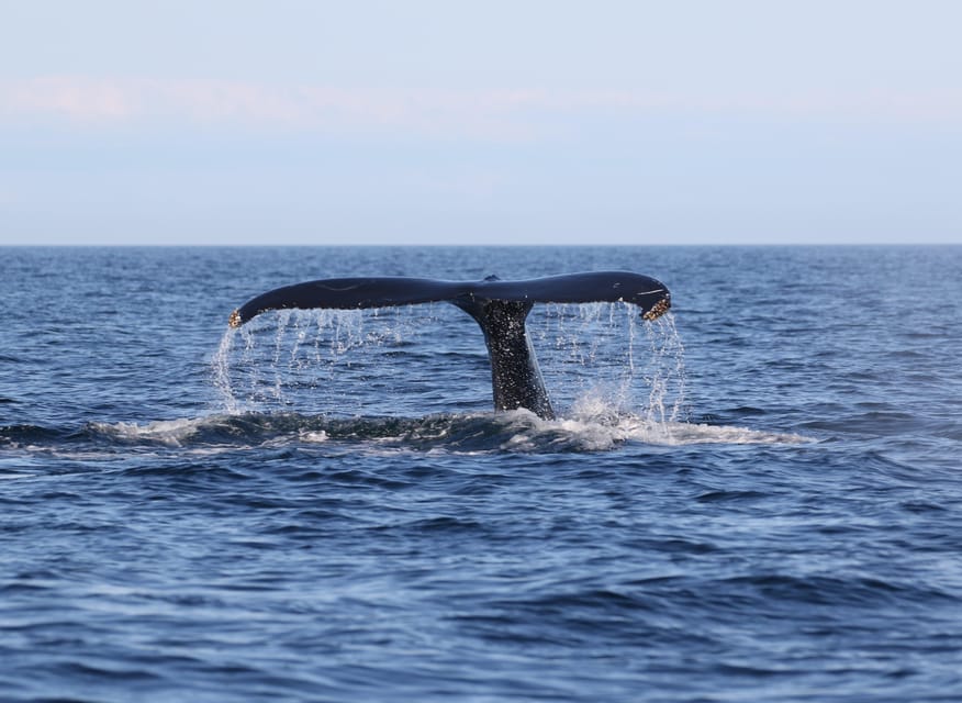 Funchal: Guarantee Wild Dolphin&Whale Watching by RIB - FAQ