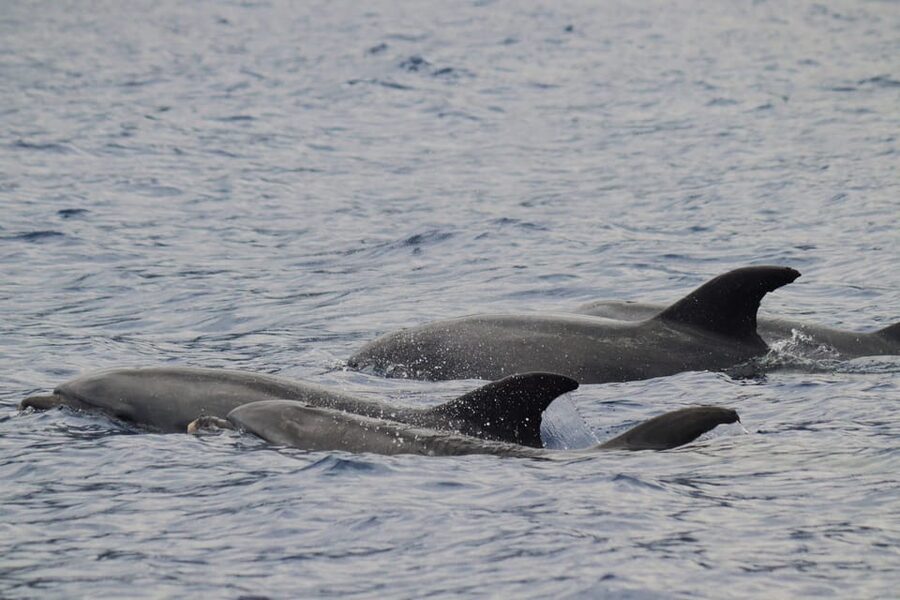 Funchal: Guarantee Wild Dolphin&Whale Watching by RIB - Leaving Funchal harbor on a fast RIB