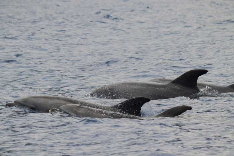 Funchal: Guarantee Wild Dolphin&Whale Watching by RIB - Cabo Girão and the coastal views