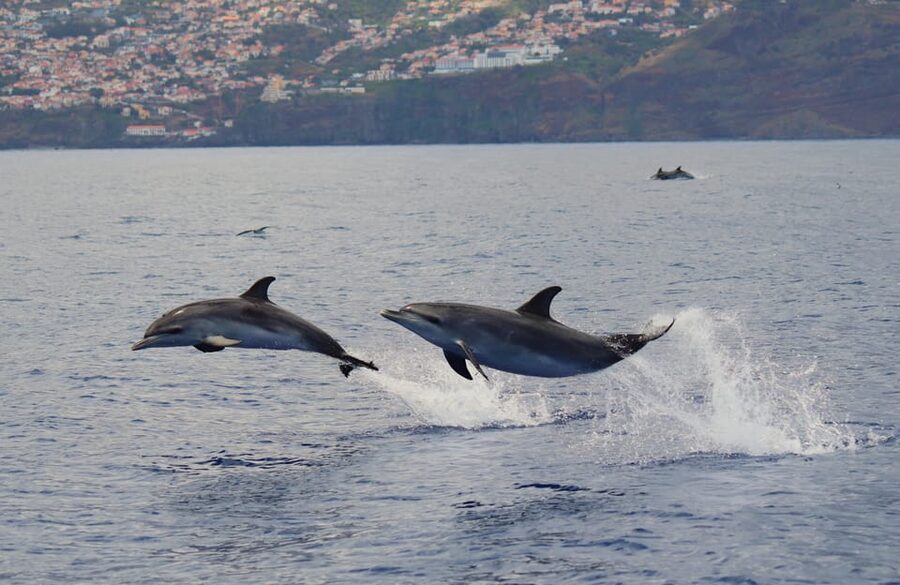 Funchal: Guarantee Wild Dolphin&Whale Watching by RIB - What the dolphin swim really includes