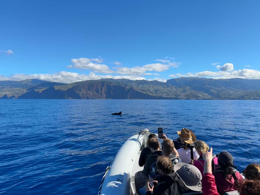 Funchal: Guarantee Wild Dolphin&Whale Watching by RIB - Is $70 good value for this Madeira boat trip?