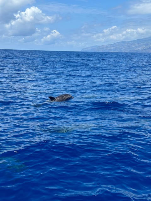 Funchal: Guarantee Wild Dolphin&Whale Watching by RIB - Practical preparation for the morning or afternoon