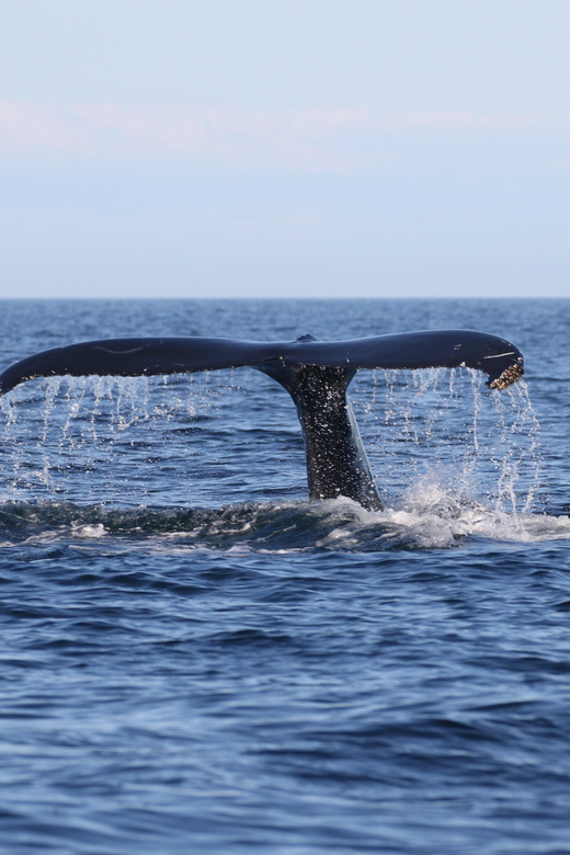 Funchal: Guarantee Wild Dolphin&Whale Watching by RIB - Should you book this RIB tour?