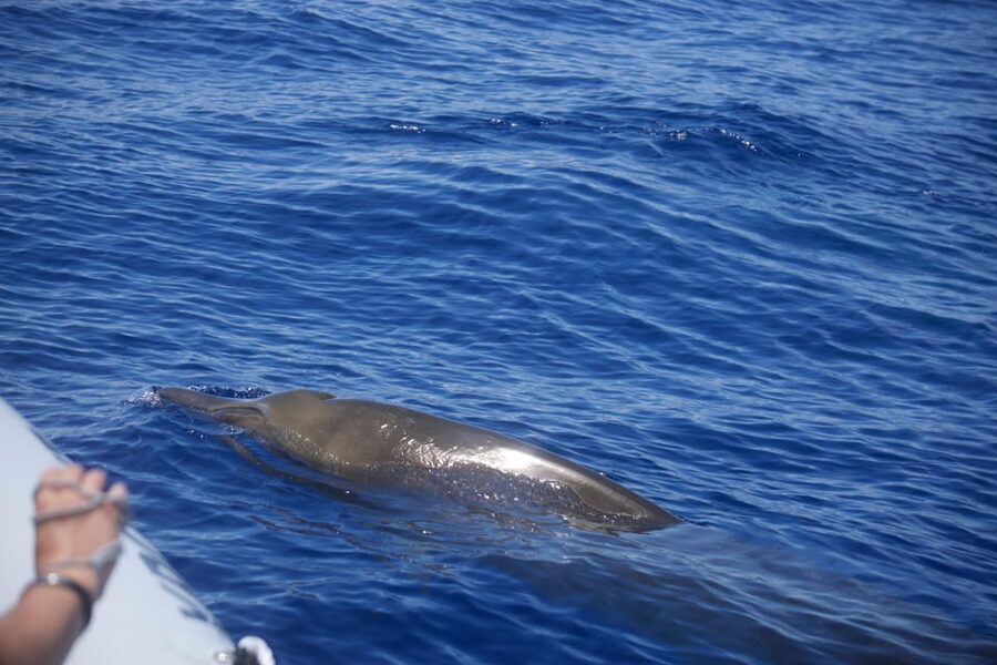 Funchal: Guarantee Wild Dolphin&Whale Watching by RIB - Searching Madeira’s coast for dolphins and whales