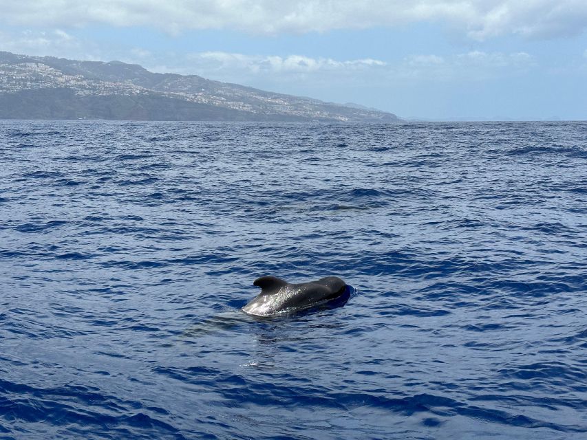 Funchal: RIB Whale Watching Cruise and Optional Dolphin Swim - What to wear and pack for open water