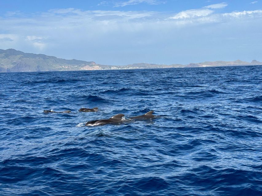 Funchal: RIB Whale Watching Cruise and Optional Dolphin Swim - Madeira’s coast from a low seat on the water