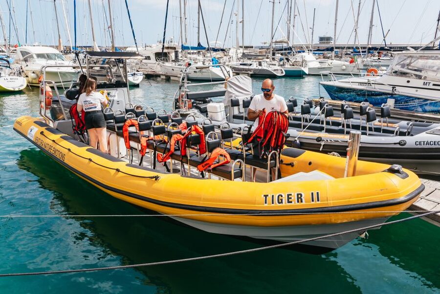 Funchal: Whale and Dolphin Watching Speed Boat Tour - Key points to know before you book