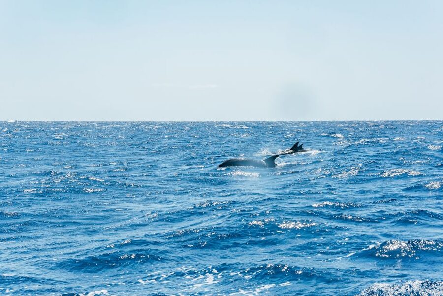 Funchal: Whale and Dolphin Watching Speed Boat Tour - Is the speed boat better than a catamaran?