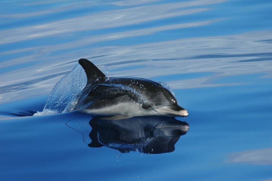Funchal: Whale and Dolphin Watching Speed Boat Tour - What the marine biologist adds