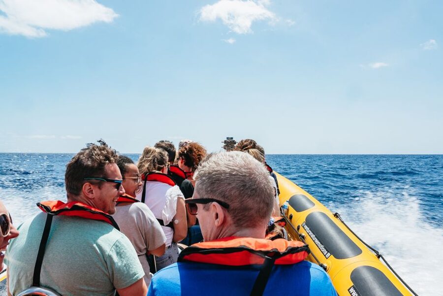Funchal: Whale and Dolphin Watching Speed Boat Tour - Dolphins, pilot whales, and the luck factor