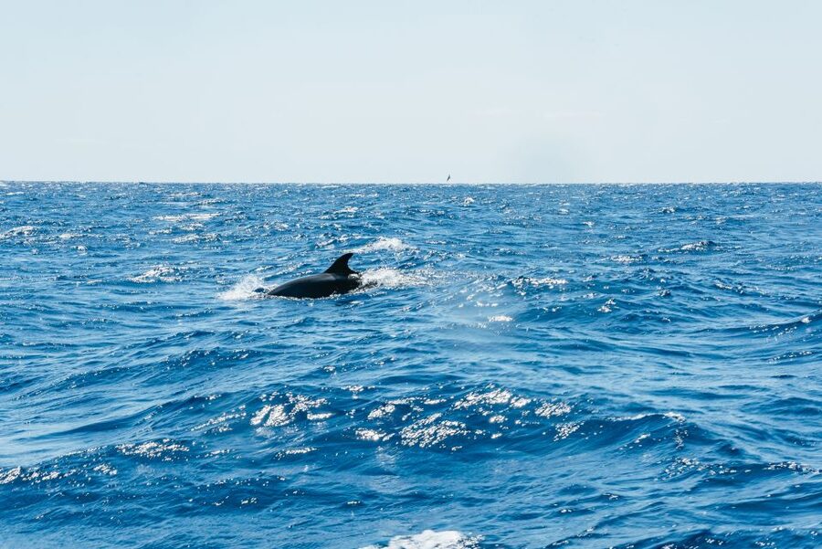 Funchal: Whale and Dolphin Watching Speed Boat Tour - The ride itself is part of the price