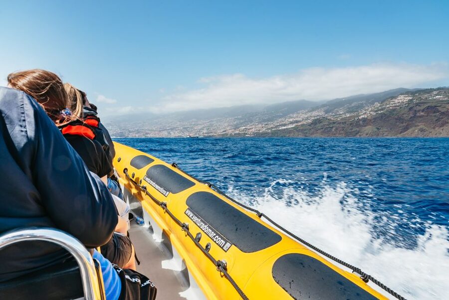 Funchal: Whale and Dolphin Watching Speed Boat Tour - Comfort, safety, and who should skip it