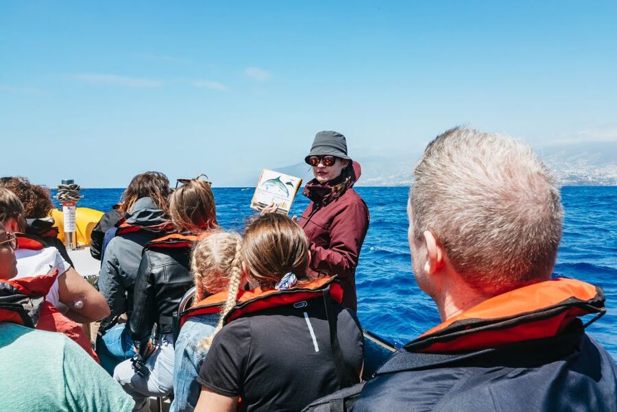 Funchal: Whale and Dolphin Watching Speed Boat Tour - Searching Madeira’s coast with help from shore