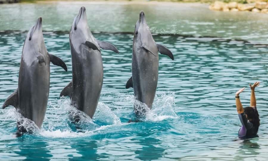 Gold Coast: Jet Boat Ride & Sea World Entry Ticket - Two Gold Coast attractions in one day