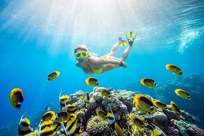 Half Day Private Speedboat Dolphin House & Giftun Island_Hurghada - One snorkeling stop with equipment included
