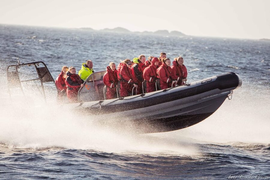 Haugesund: RIB Safari to the island communities - Watching for the white-tailed eagle