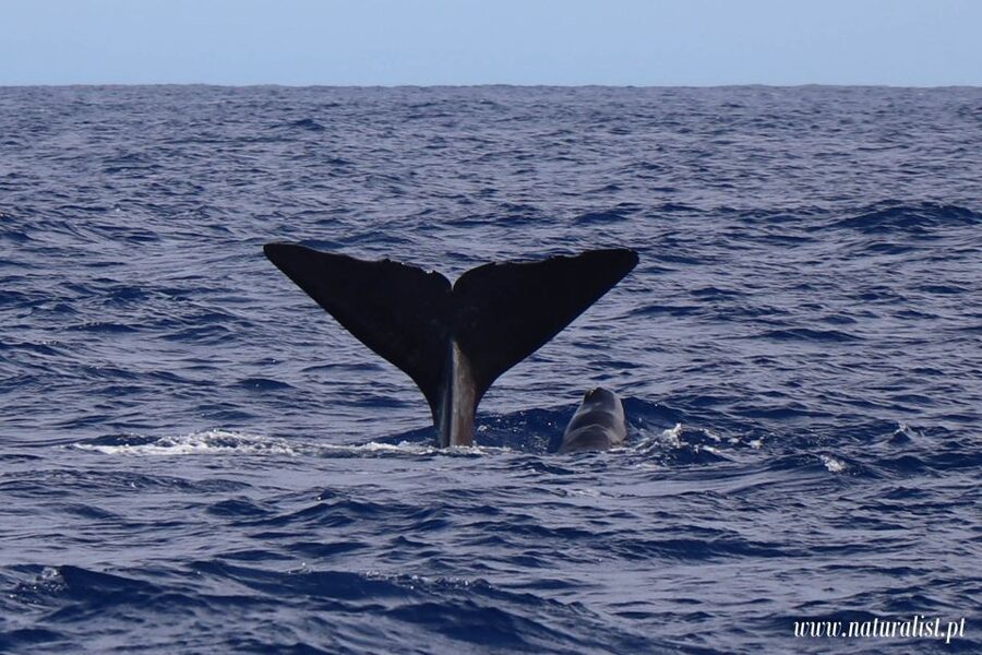 Horta: University Startup Whale and Dolphin RIB Boat Trip - Key points at a glance