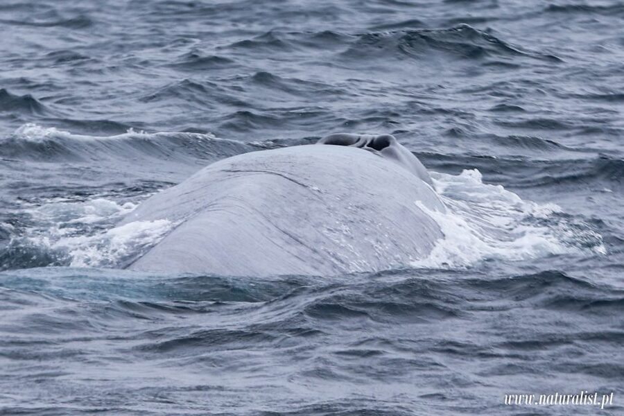 Horta: University Startup Whale and Dolphin RIB Boat Trip - Who should book this Horta whale trip?