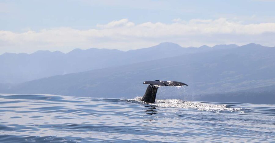 Horta: University Startup Whale and Dolphin RIB Boat Trip - Setting out from Horta Marina