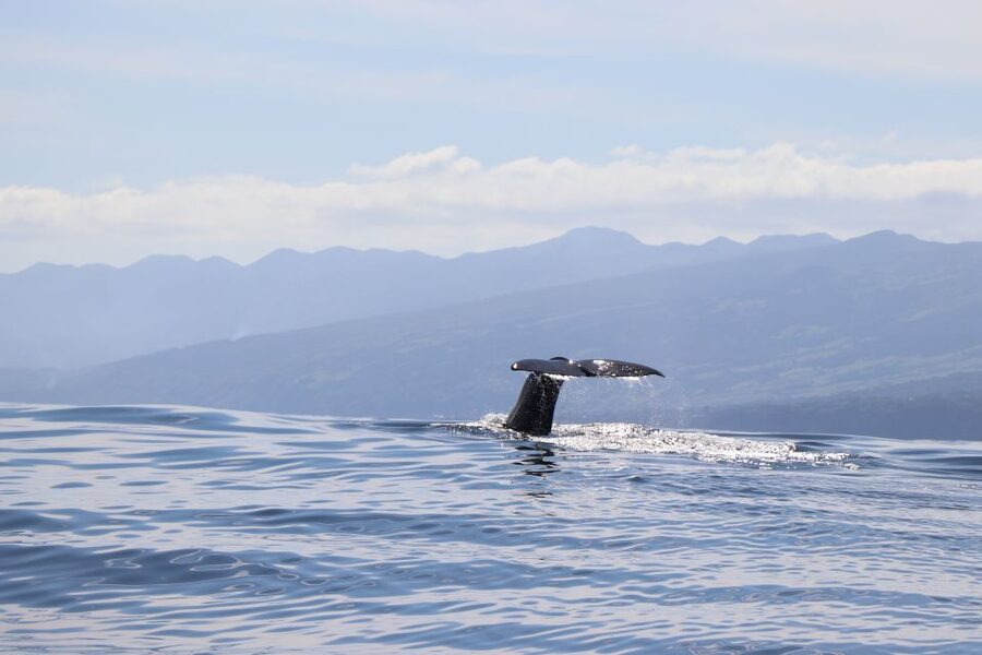Horta: University Startup Whale and Dolphin RIB Boat Trip - How whale spotting shapes the three-hour route